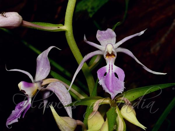 Hairy Calanthe